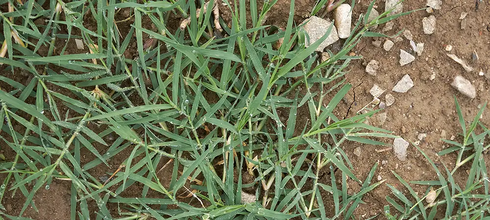 Bermudagrass