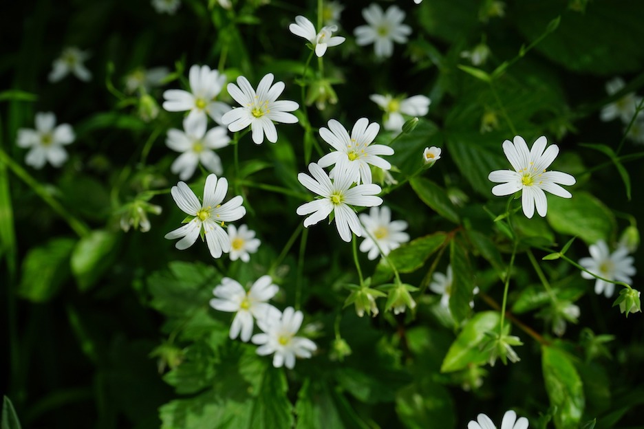 Common Chickweed