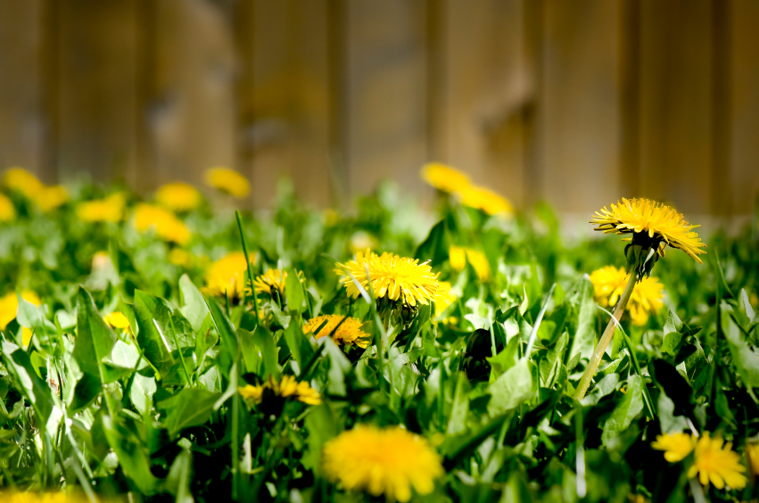 Dandelions in front of a brown fence