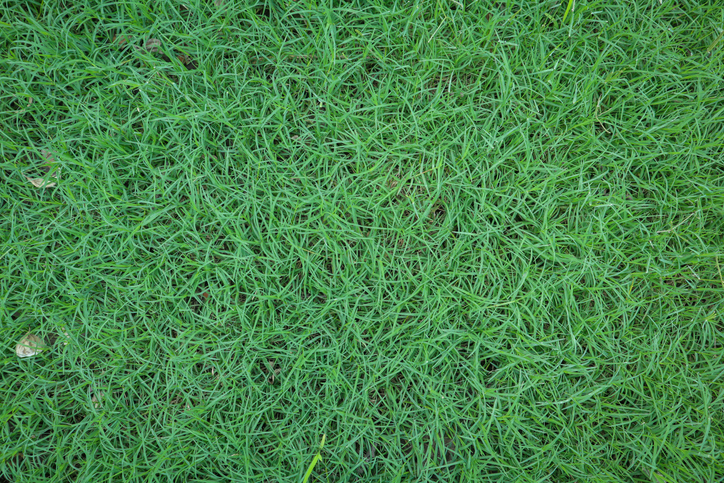 scutchgrass