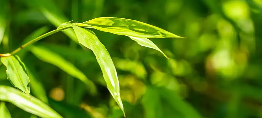 japanese stiltgrass