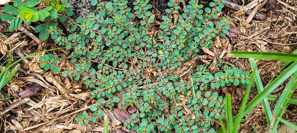 Spotted Spurge