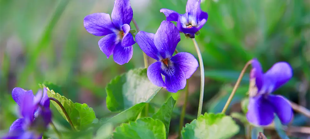 Wild Violets