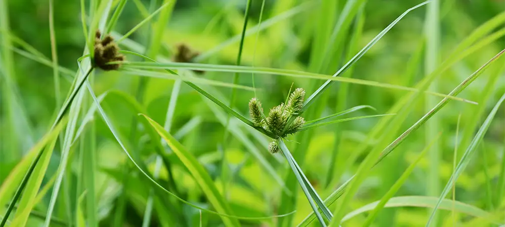 Yellow Nutsedge