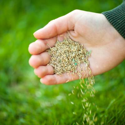 hand overseeding