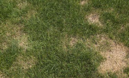 brown patch on line