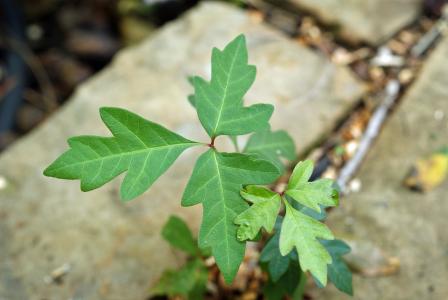 weed growing in sidewalk