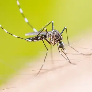 mosquito landing on someone's arm