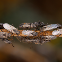 chinch bugs