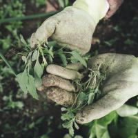 Gloved hands holding weeds in a garden