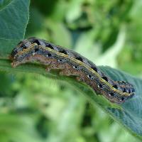 armyworm