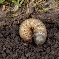grub