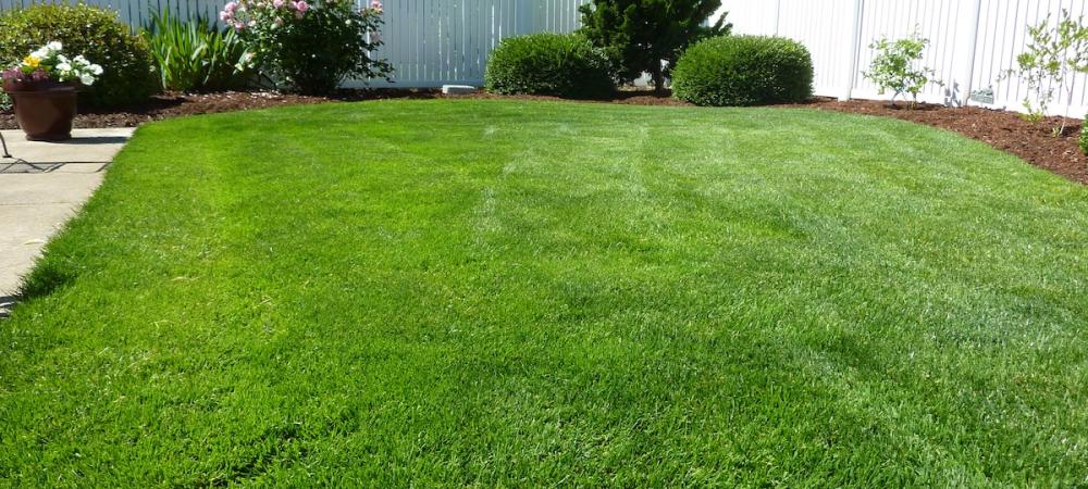 when to grow grass seed in north carolina