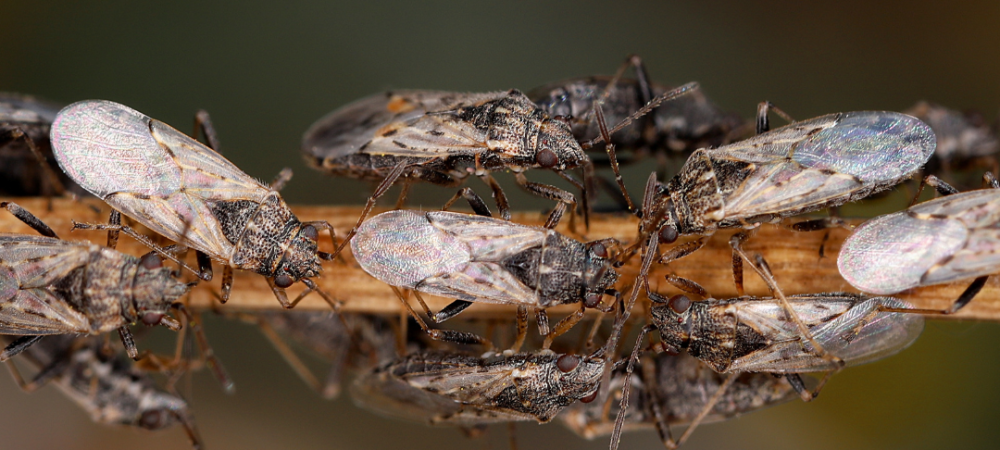 chinch bugs on a branch