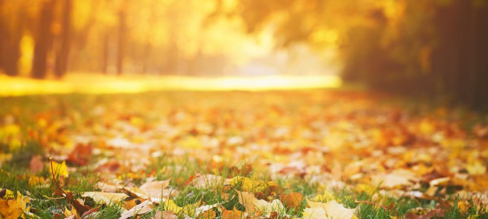 fall scene of grass covered in leaves