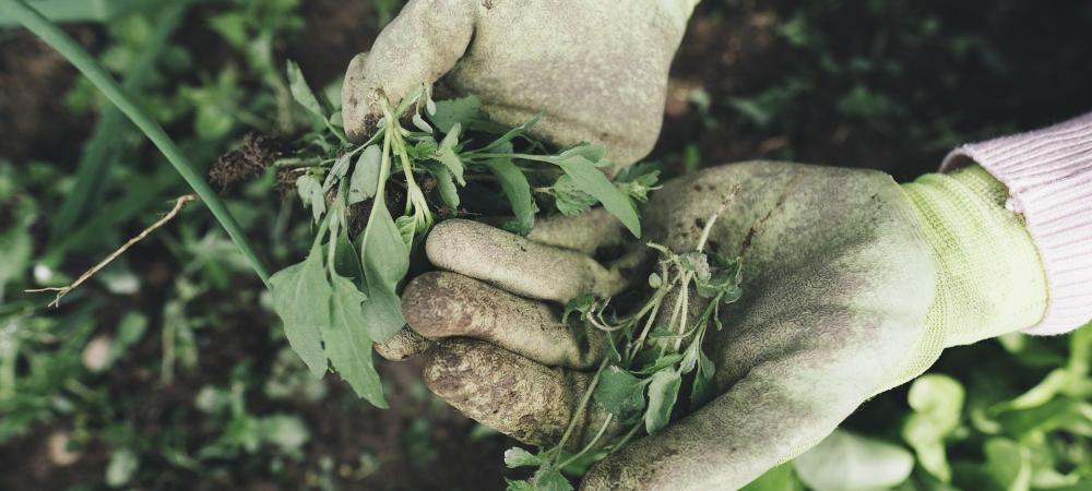 Gloved hands holding weeds in a garden