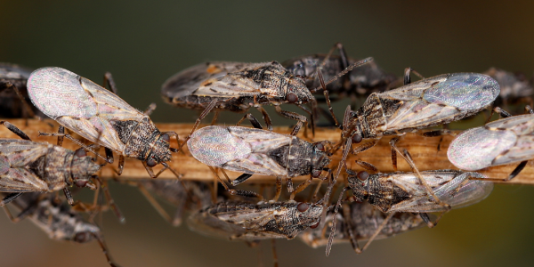 chinch bugs