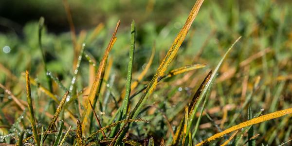 closeup of brown blades of grass from lawn disease