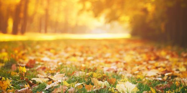 fall scene of grass covered in leaves