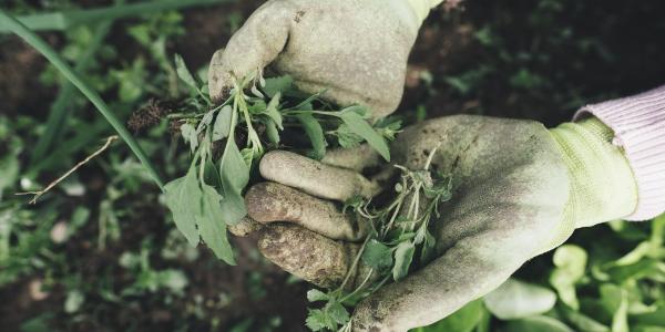Gloved hands holding weeds in a garden