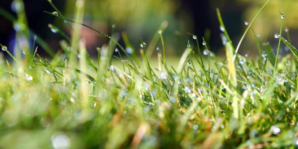 close up of grass with water droplets