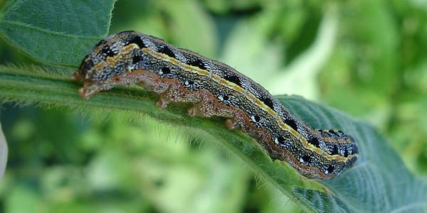 armyworm