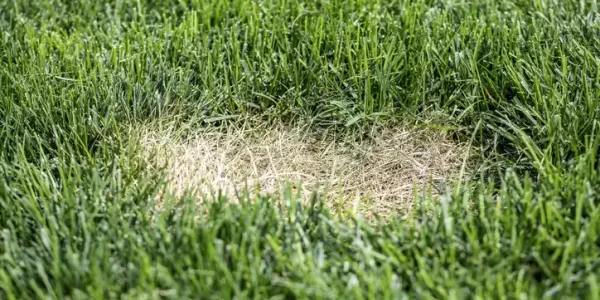 Drought conditions causing brown patch in lawn