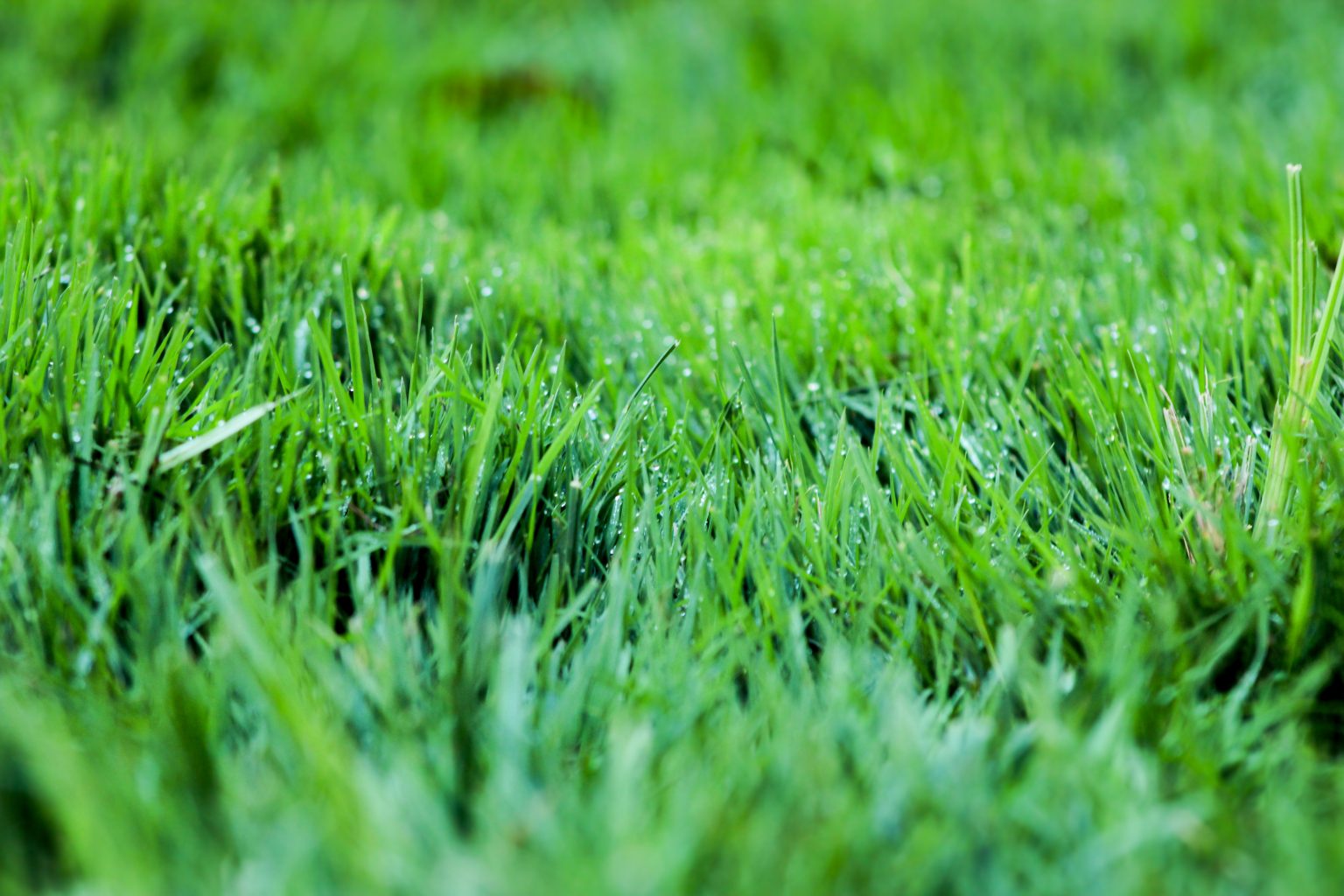 keep green grass and grubs out of your lawn with triangle lawn care