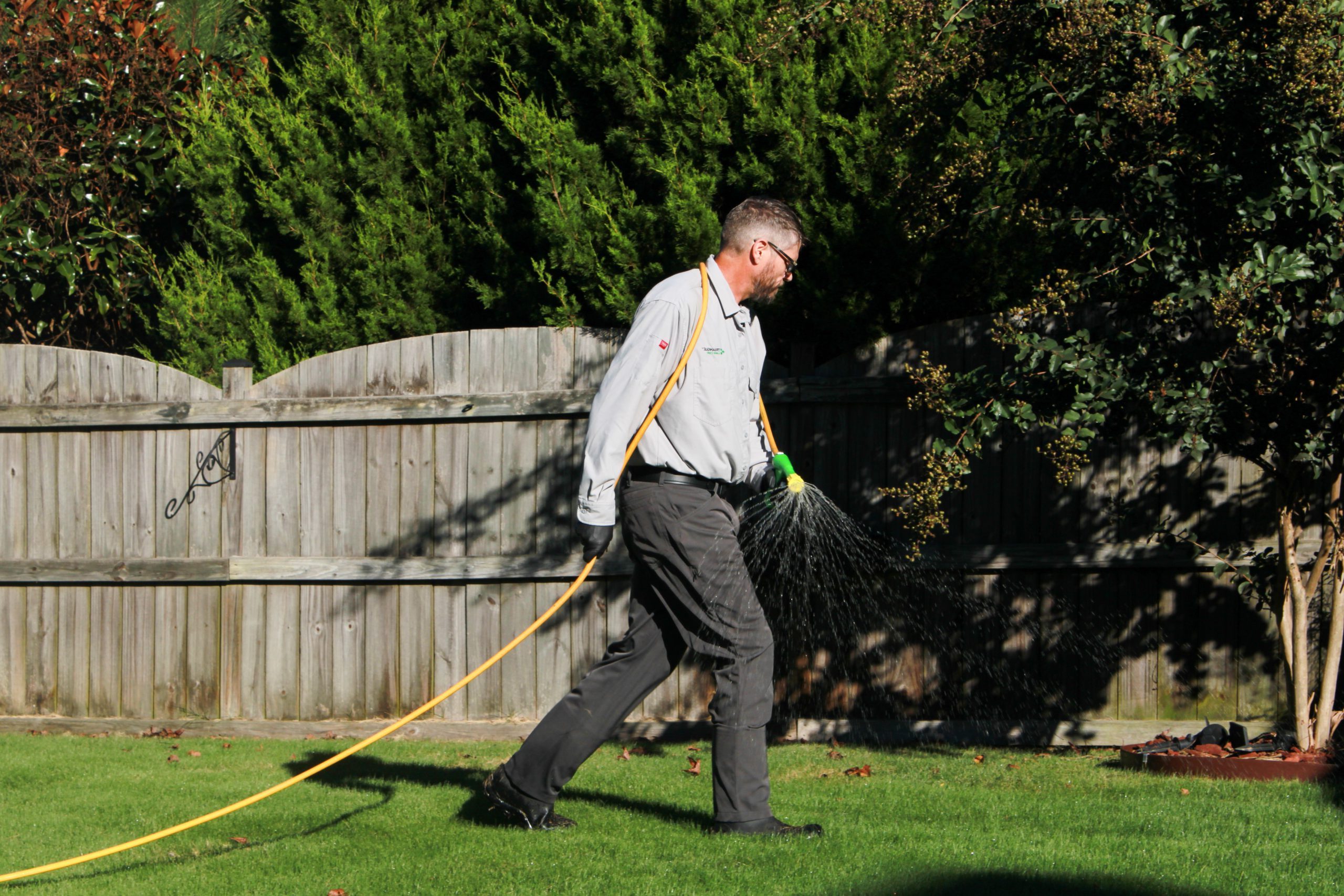 turf disease can ruin lawns, stop it in it's tracks with triangle lawn care