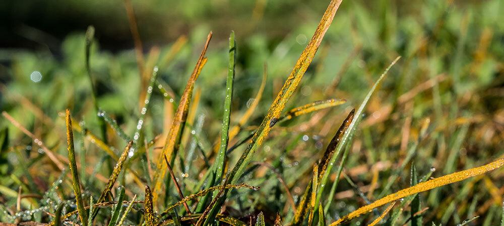 closeup of brown blades of grass from lawn disease