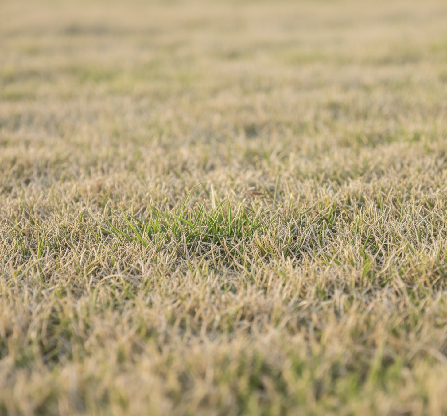 spring lawn problems in the Triangle in early spring