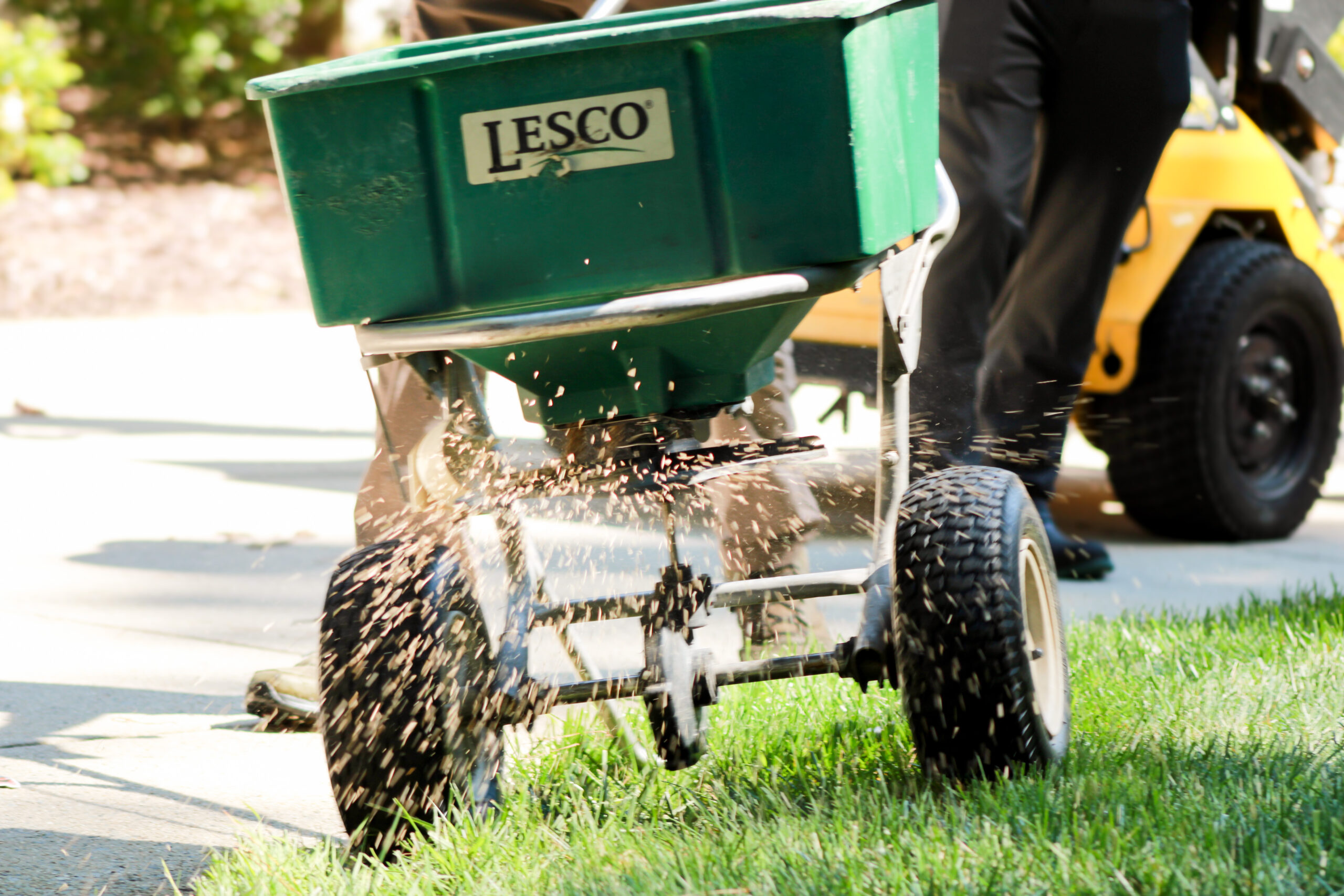 Applying fertilizer to bermudagrass lawn in spring raleigh nc