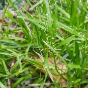 Do-You-Have-Poa-Annua-In-Your-Lawn-1-5.jpeg