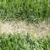 How-to-Prevent-Lawn-Disease-During-a-Drought-1-2.webp