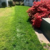 Triangle lawn showing uneven spring green-up with one section darker than another