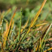 closeup of brown blades of grass from lawn disease