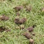 lawn-aeration-lawn-plugs