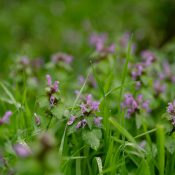 purple deadnettle weeds arrive in spring but need winter treatment to prevent them